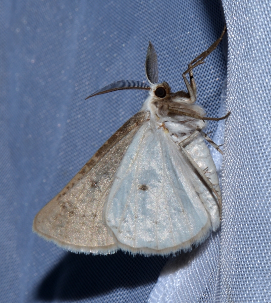 Geometridae: Dyscia raunaria